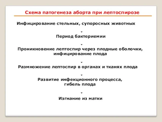 Схема патогенеза аборта при лептоспирозе Инфицирование стельных, супоросных животных Период