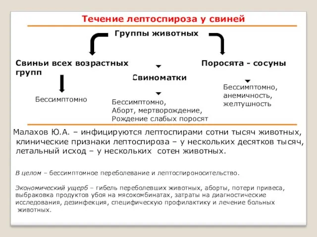 Течение лептоспироза у свиней Группы животных Свиноматки Свиньи всех возрастных