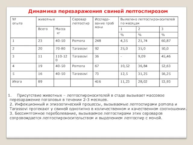 Динамика перезаражения свиней лептоспирозом Присутствие животных – лептоспироносителей в стаде