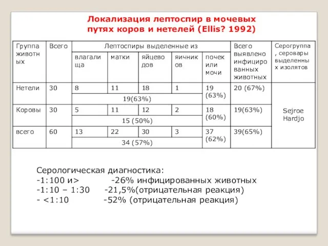 Локализация лептоспир в мочевых путях коров и нетелей (Ellis? 1992)