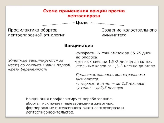 Схема применения вакцин против лептоспироза Цель Профилактика абортов лептоспирозной этиологии