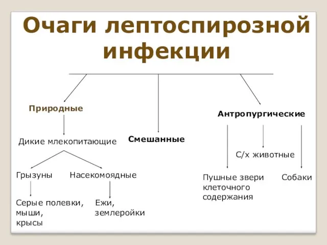 Очаги лептоспирозной инфекции Природные Смешанные Антропургические С/х животные Собаки Дикие