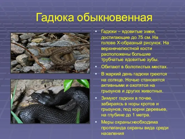 Гадюка обыкновенная Гадюки – ядовитые змеи, достигающие до 75 см.