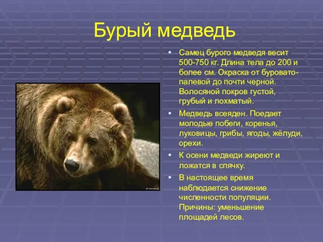Бурый медведь Самец бурого медведя весит 500-750 кг. Длина тела