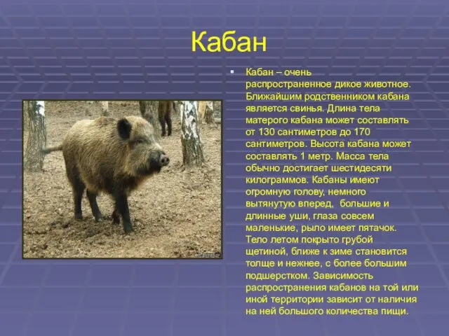 Кабан Кабан – очень распространенное дикое животное. Ближайшим родственником кабана