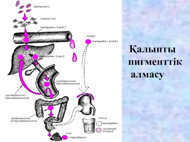 Қалыпты пигменттік алмасу