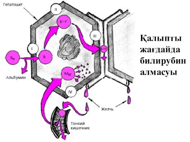 Қалыпты жағдайда билирубин алмасуы