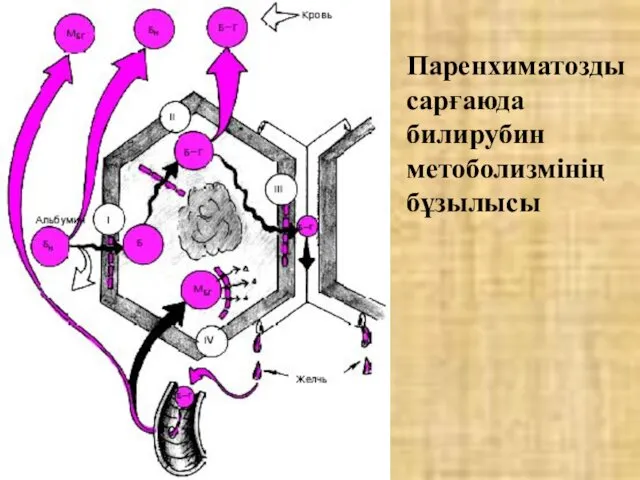 Паренхиматозды сарғаюда билирубин метоболизмінің бұзылысы