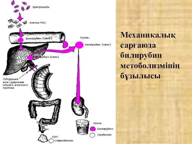 Механикалық сарғаюда билирубин метоболизмінің бұзылысы