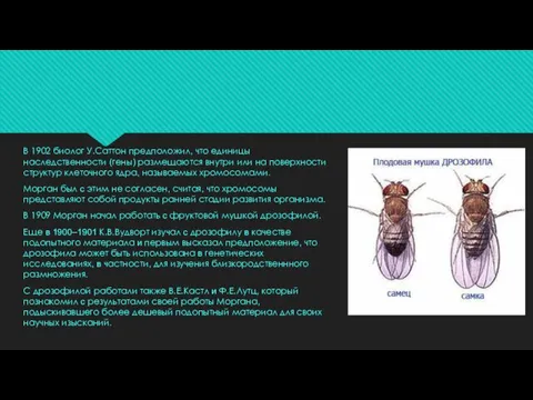 В 1902 биолог У.Саттон предположил, что единицы наследственности (гены) размещаются