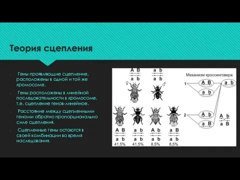 Теория сцепления Гены проявляющие сцепление, расположены в одной и той