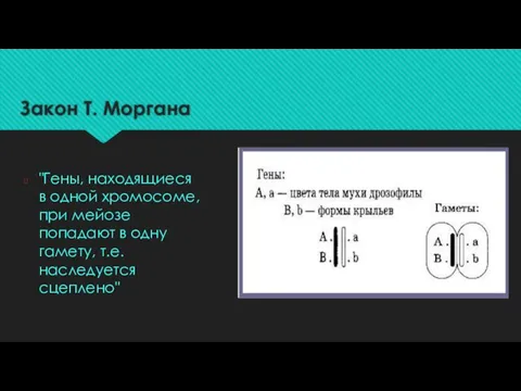 Закон Т. Моргана "Гены, находящиеся в одной хромосоме, при мейозе