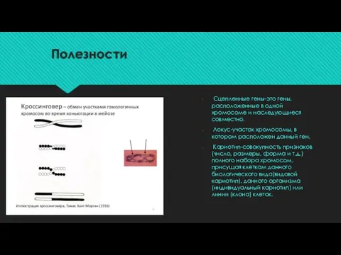 Полезности Сцепленные гены-это гены, расположенные в одной хромосоме и наследующиеся