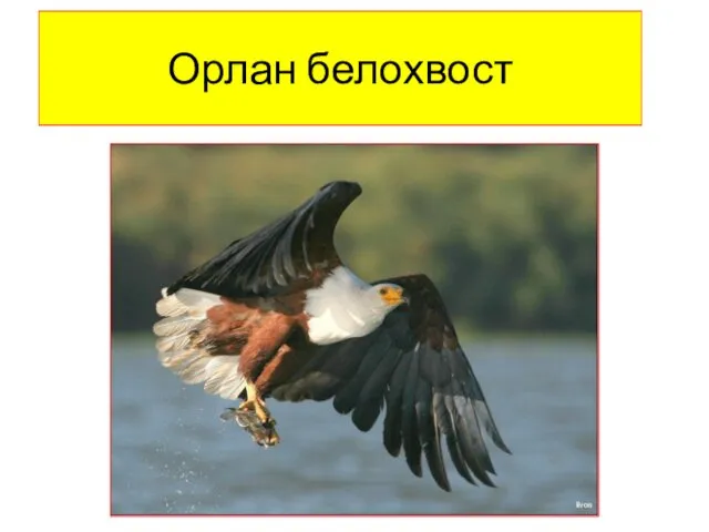 Орлан белохвост