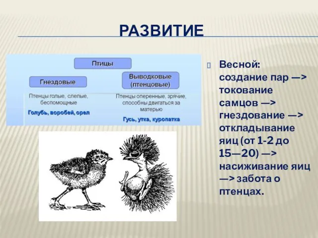 РАЗВИТИЕ Весной: создание пар —> токование самцов —> гнездование —>