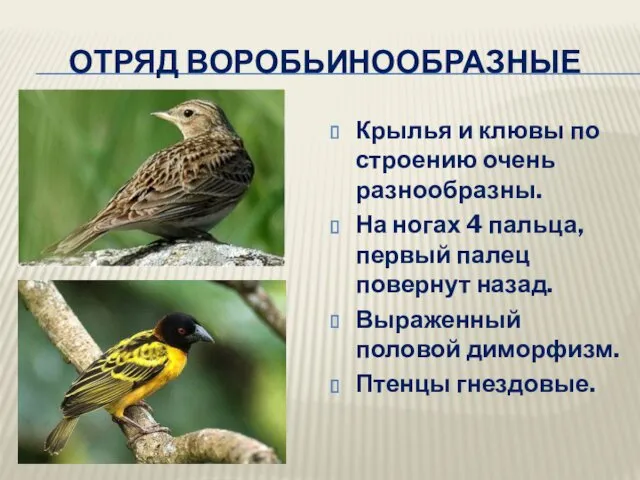 ОТРЯД ВОРОБЬИНООБРАЗНЫЕ Крылья и клювы по строению очень разнообразны. На