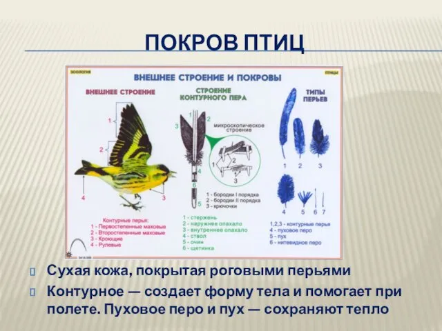 ПОКРОВ ПТИЦ Сухая кожа, покрытая роговыми перьями Контурное — создает