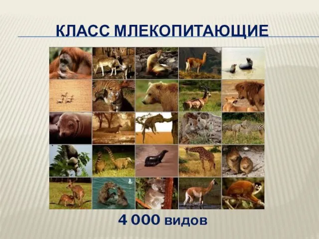 КЛАСС МЛЕКОПИТАЮЩИЕ 4 000 видов