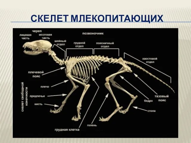 СКЕЛЕТ МЛЕКОПИТАЮЩИХ