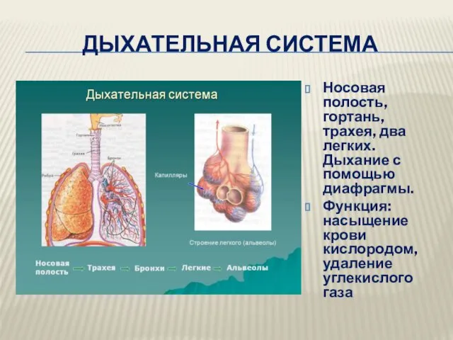 ДЫХАТЕЛЬНАЯ СИСТЕМА Носовая полость, гортань, трахея, два легких. Дыхание с