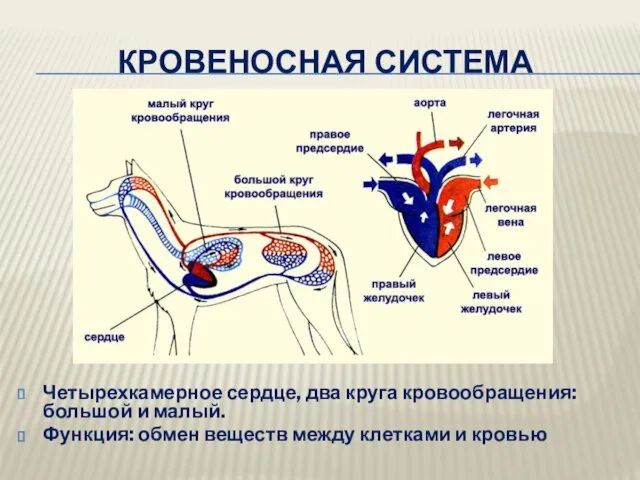 КРОВЕНОСНАЯ СИСТЕМА Четырехкамерное сердце, два круга кровообращения: большой и малый.