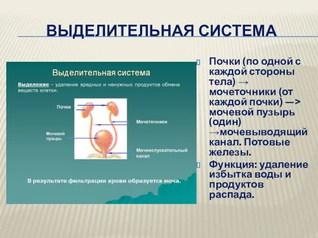 ВЫДЕЛИТЕЛЬНАЯ СИСТЕМА Почки (по одной с каждой стороны тела) →