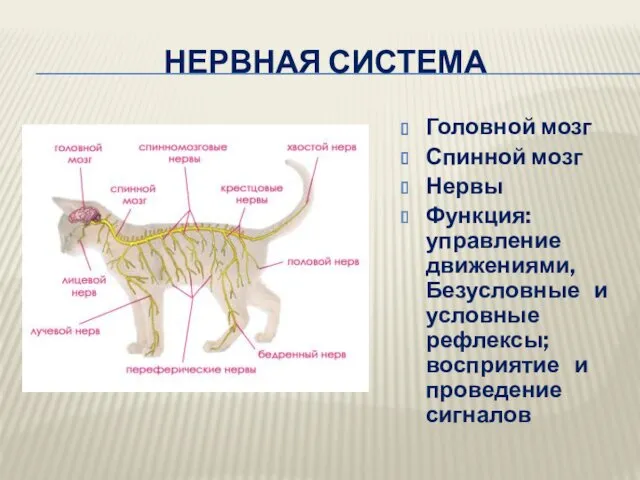 НЕРВНАЯ СИСТЕМА Головной мозг Спинной мозг Нервы Функция: управление движениями,