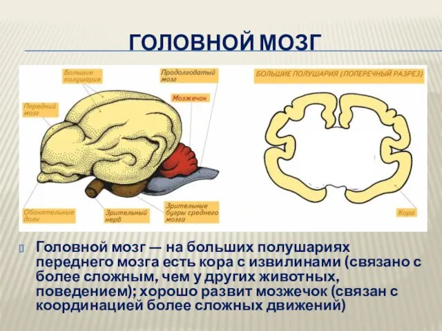 ГОЛОВНОЙ МОЗГ Головной мозг — на больших полушариях переднего мозга