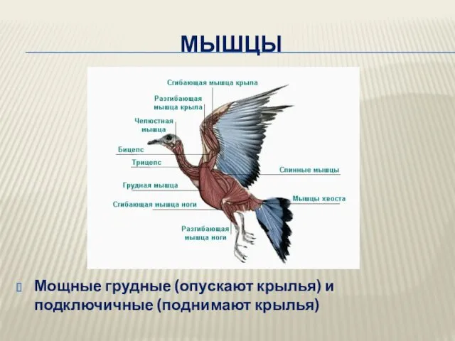 МЫШЦЫ Мощные грудные (опускают крылья) и подключичные (поднимают крылья)