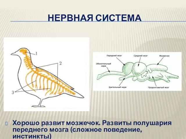 НЕРВНАЯ СИСТЕМА Хорошо развит мозжечок. Развиты полушария переднего мозга (сложное поведение, инстинкты)