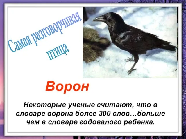 Некоторые ученые считают, что в словаре ворона более 300 слов…больше