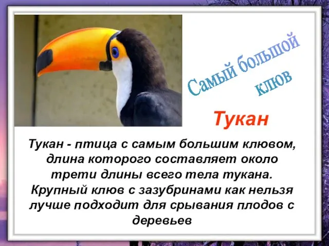 Тукан - птица с самым большим клювом, длина которого составляет