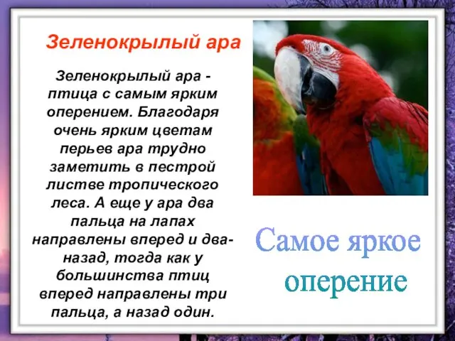 Зеленокрылый ара - птица с самым ярким оперением. Благодаря очень