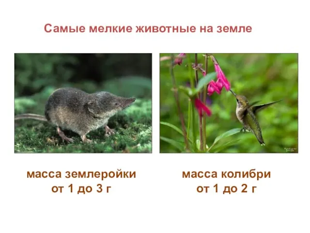 Самые мелкие животные на земле масса колибри от 1 до