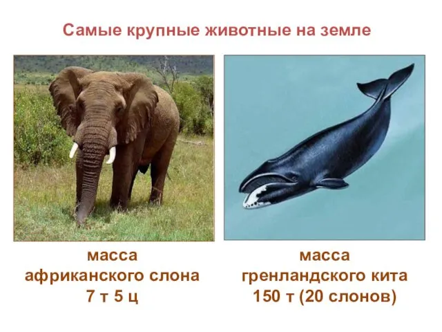 масса африканского слона 7 т 5 ц масса гренландского кита