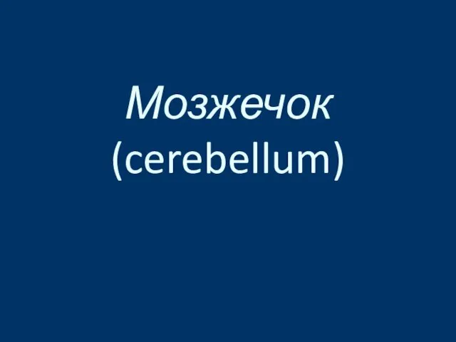 Мозжечок (cerebellum)