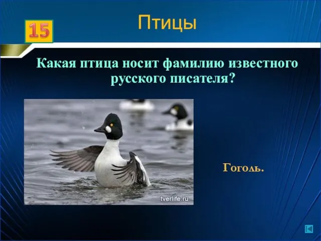 Какая птица носит фамилию известного русского писателя? Гоголь. Птицы