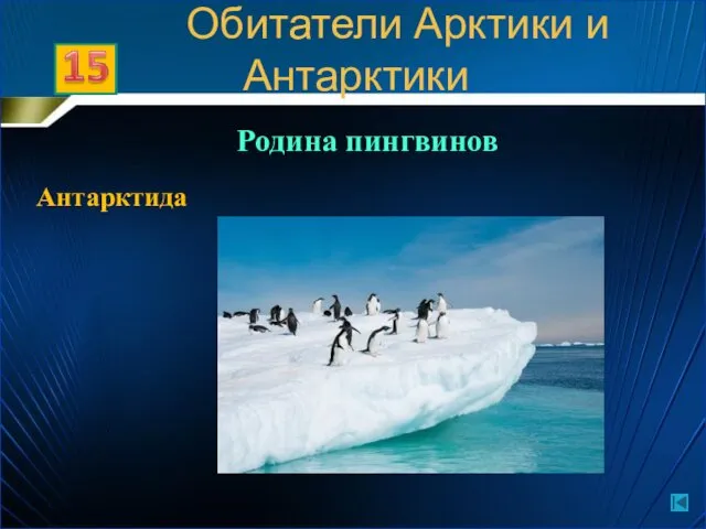 Родина пингвинов Антарктида Обитатели Арктики и Антарктики