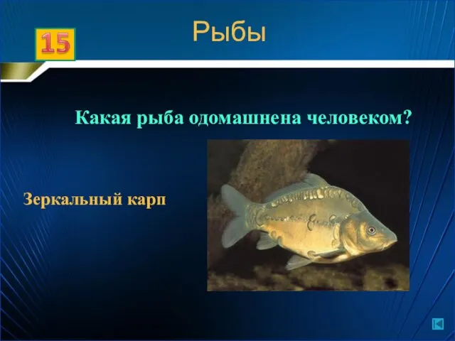 Какая рыба одомашнена человеком? Зеркальный карп Рыбы