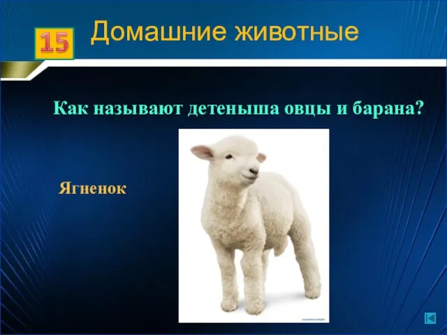 Ягненок Домашние животные Как называют детеныша овцы и барана?