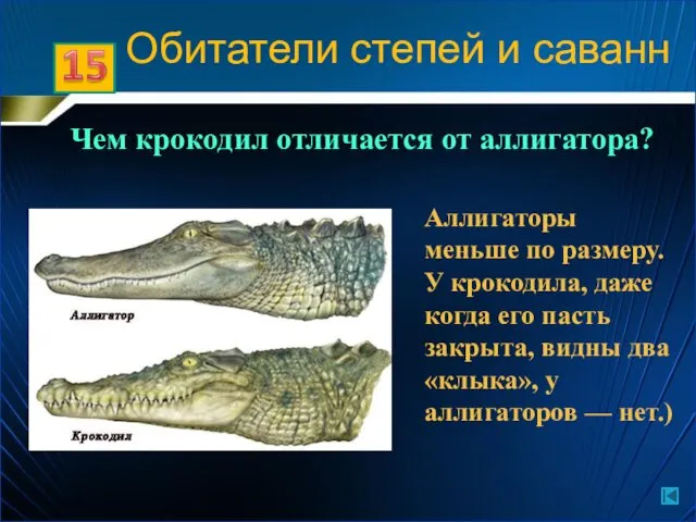 Чем крокодил отличается от аллигатора? Аллигаторы меньше по размеру. У