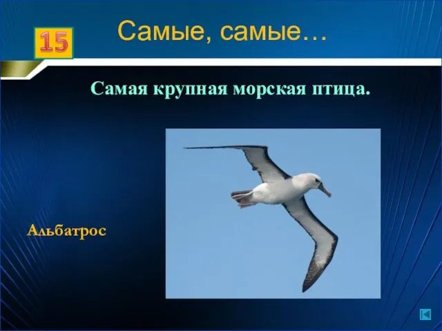 Самые, самые… Самая крупная морская птица. Альбатрос