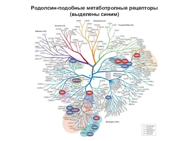 Родопсин-подобные метаботропные рецепторы (выделены синим)