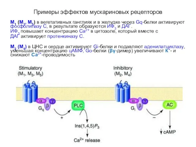 Примеры эффектов мускариновых рецепторов М1 (М3, М5) в вегетативных ганглиях