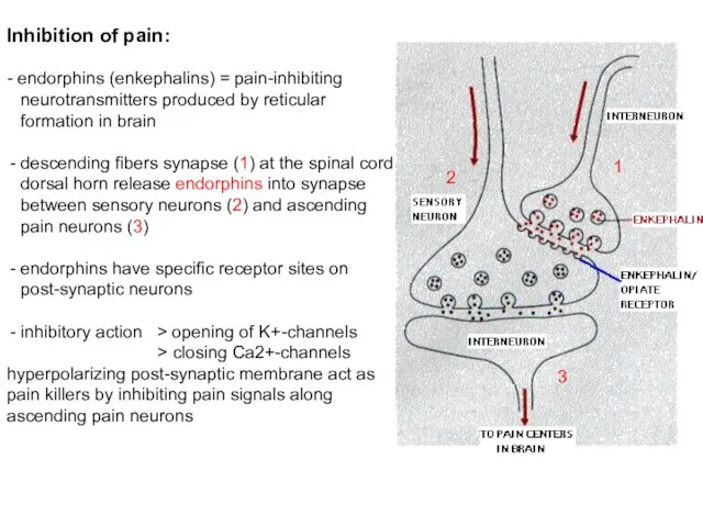 Inhibition of pain: - endorphins (enkephalins) = pain-inhibiting neurotransmitters produced