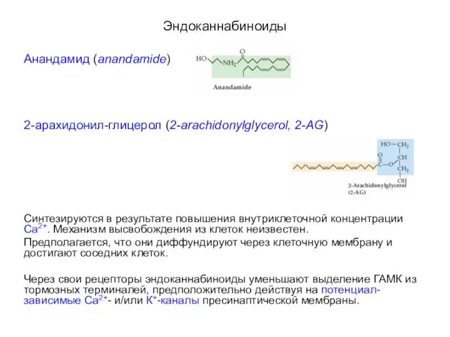 Эндоканнабиноиды Анандамид (anandamide) 2-арахидонил-глицерол (2-arachidonylglycerol, 2-AG) Синтезируются в результате повышения