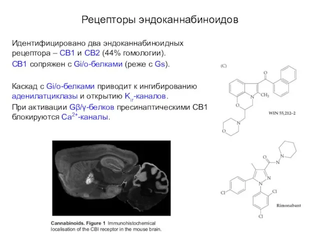 Рецепторы эндоканнабиноидов Идентифицировано два эндоканнабиноидных рецептора – СВ1 и СВ2