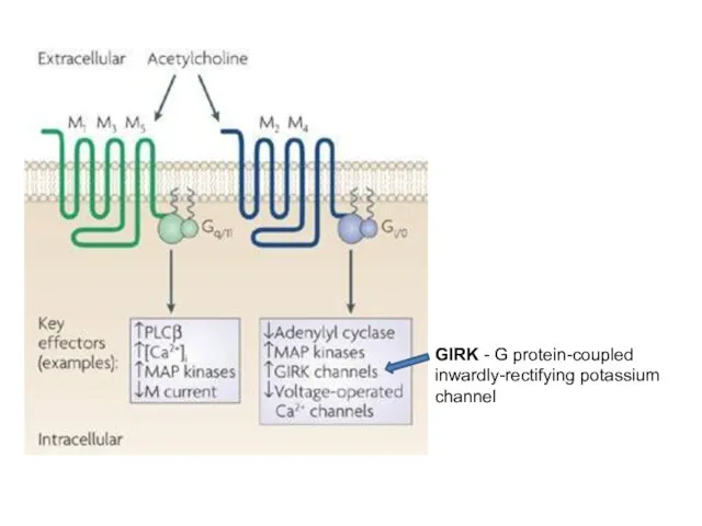 GIRK - G protein-coupled inwardly-rectifying potassium channel