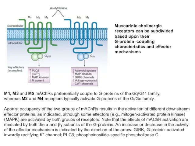 M1, M3 and M5 mAChRs preferentially couple to G-proteins of