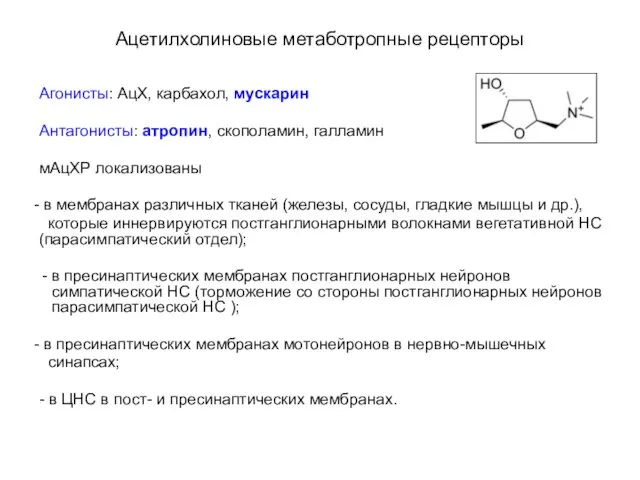 Ацетилхолиновые метаботропные рецепторы Агонисты: АцХ, карбахол, мускарин Антагонисты: атропин, скополамин,